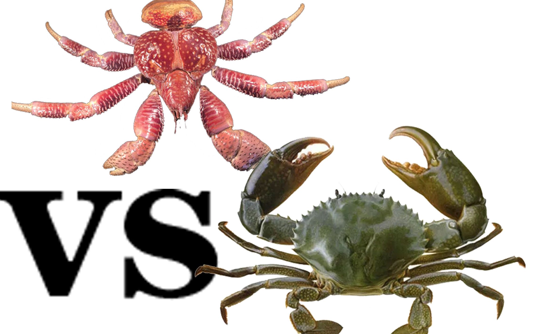 椰子蟹vs青蟹图片