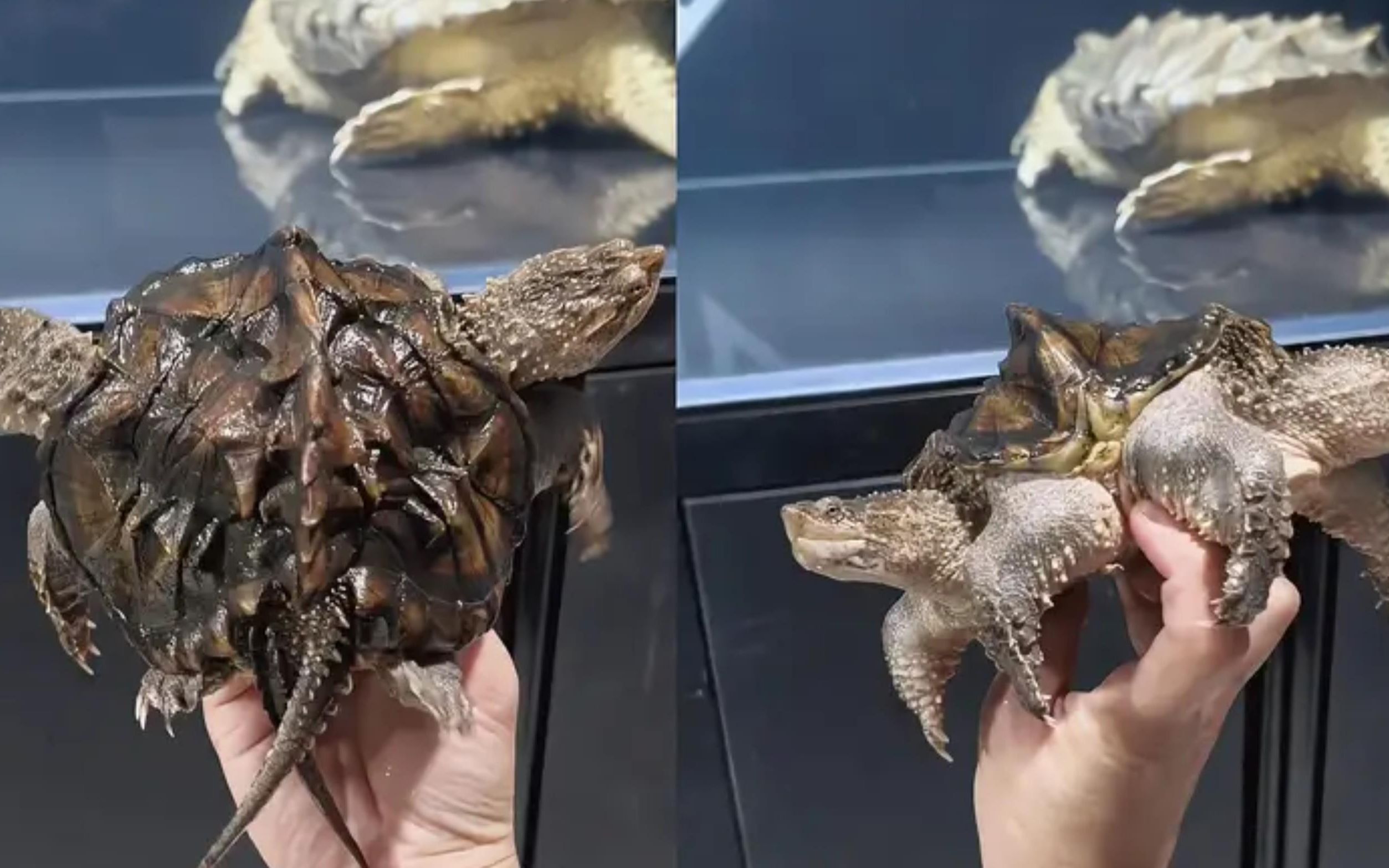 男子养鳄龟偶得"双头神兽",长相十分霸气,得知原因后网友又惊又喜