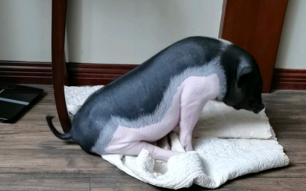 (宠物猪小香猪)我家猪五花睡个觉真费劲,使劲折腾
