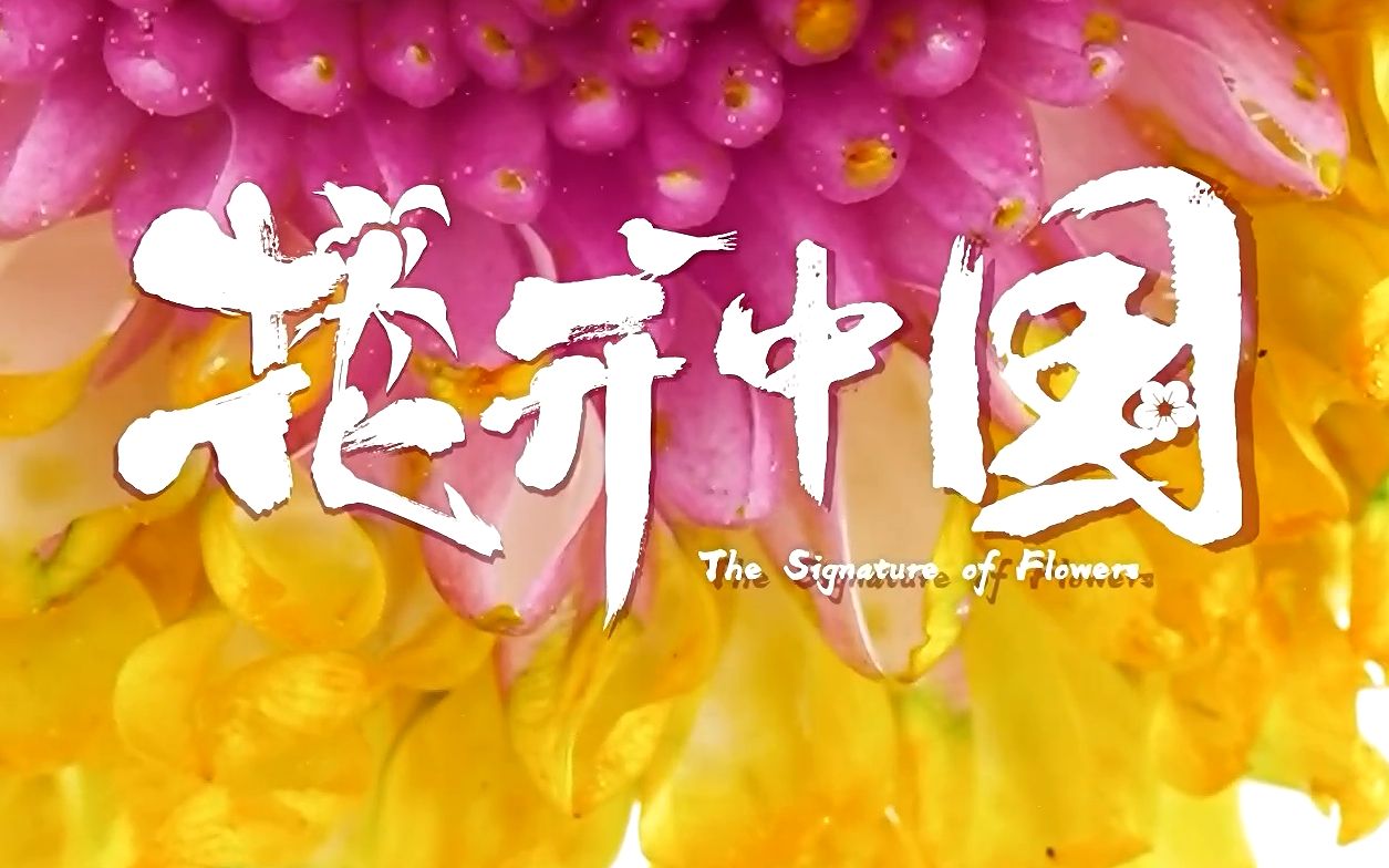 《花开中国》(1080P高清版)哔哩哔哩bilibili