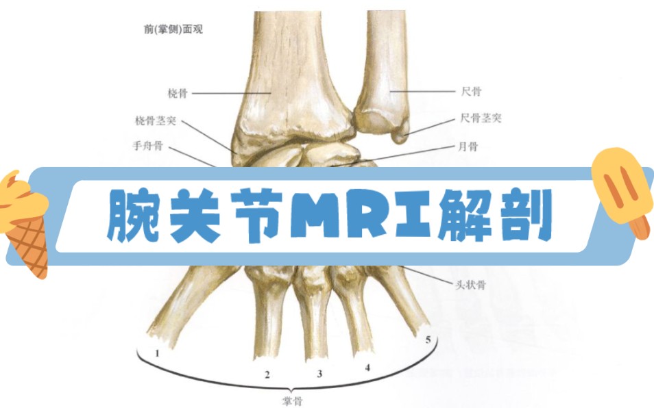 MRI解剖|腕关节MRI解剖哔哩哔哩bilibili