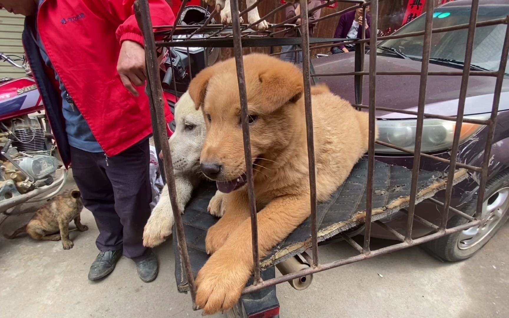 红衣大哥狗颜值真漂亮,却没人看狗就因价钱吓人,换平常围满人了_哔哩