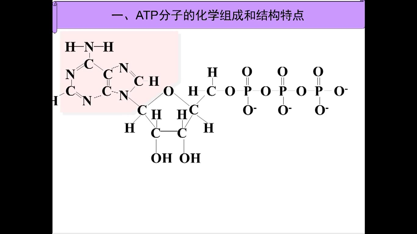 [图]细胞的能量“通货”--ATP