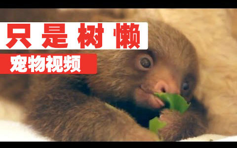 【宠物】 2016年高超的树懒视频合集 Superb Sloth Video Compilation 2016哔哩哔哩bilibili