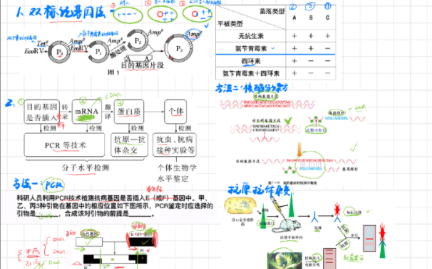 基因工程重难点4及拓展~目的基因的检测与鉴定哔哩哔哩bilibili