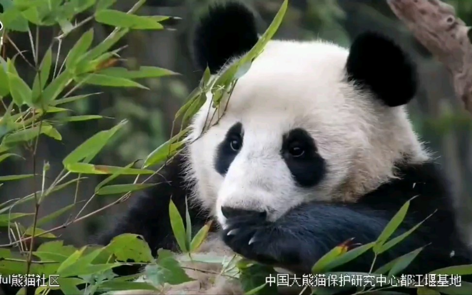 大熊猫巢天骄的吃播solo正经中又透露出一丝憨憨的气息1228