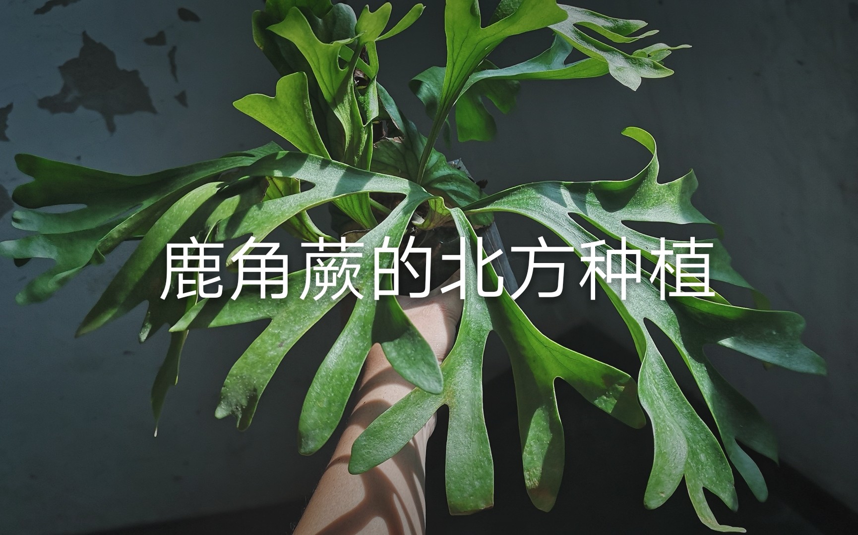 【园艺植物】北方家庭该如何种植鹿角蕨?上板是唯一的方法吗?哔哩哔哩bilibili