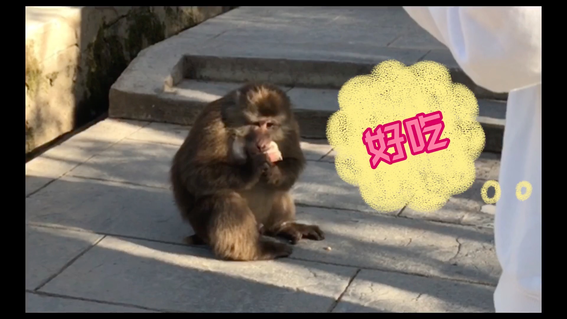 峨眉皮皮猴问姐姐您有好吃的吗我能来口吗