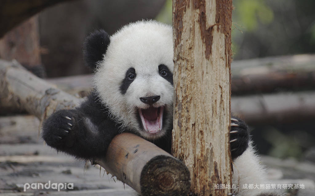 【170508】【福来】小公举自己下树获得公主抱【大熊猫】福来公主的