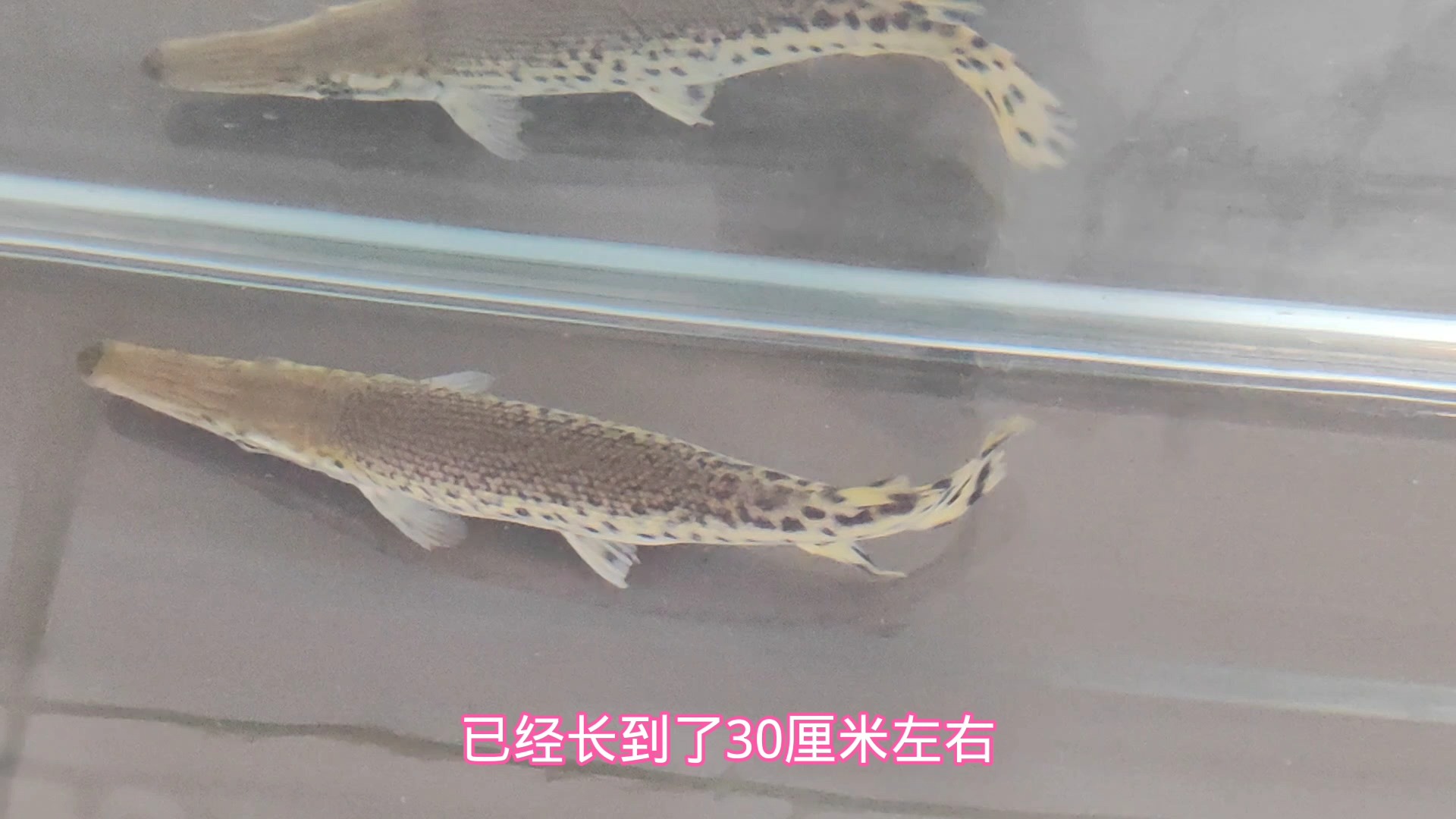 招财猫鱼吃银龙鱼,最便宜最好养的两大猛鱼鳄雀鳝