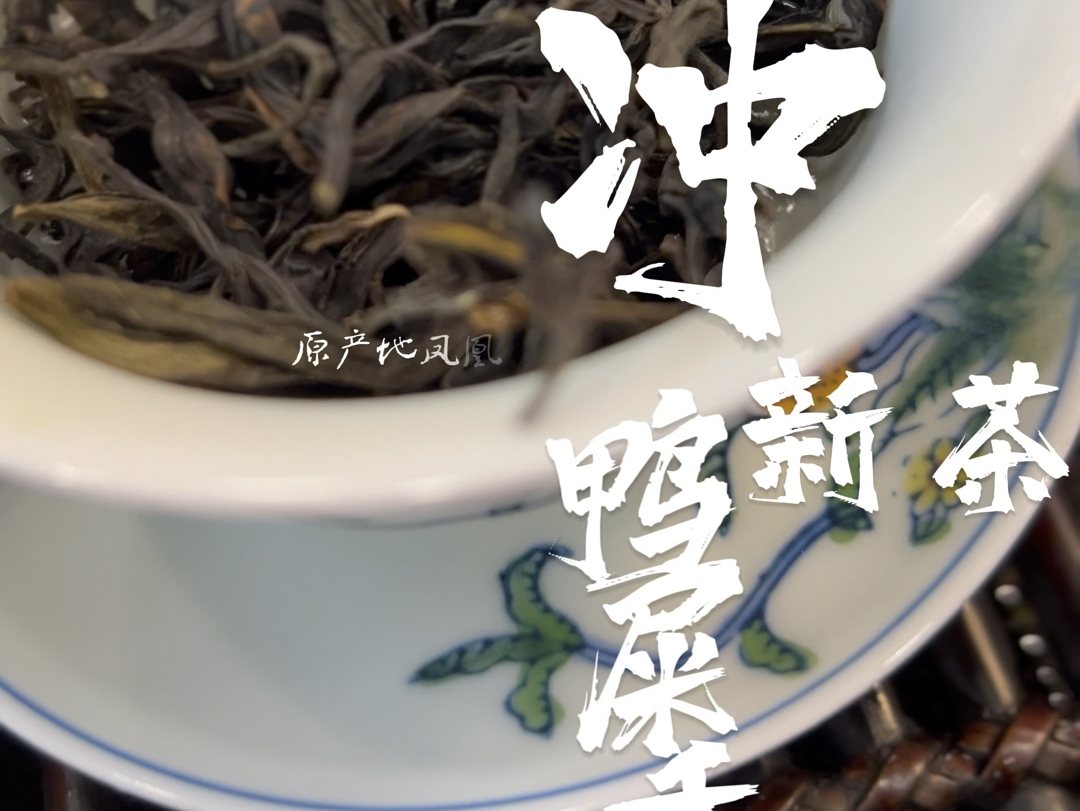 冲新茶,鸭屎香单丛茶,正宗凤凰镇,原产地凤凰山中海拔茶园,自然花香浓郁甘甜突出,耐冲回味好𐟘€#南方美人#正宗原产地#凤凰单丛#乌龙茶#茶哔...