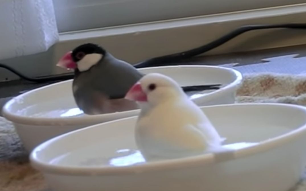 文鸟白文鸟和樱文鸟洗澡澡一人一只碗和谐不打架