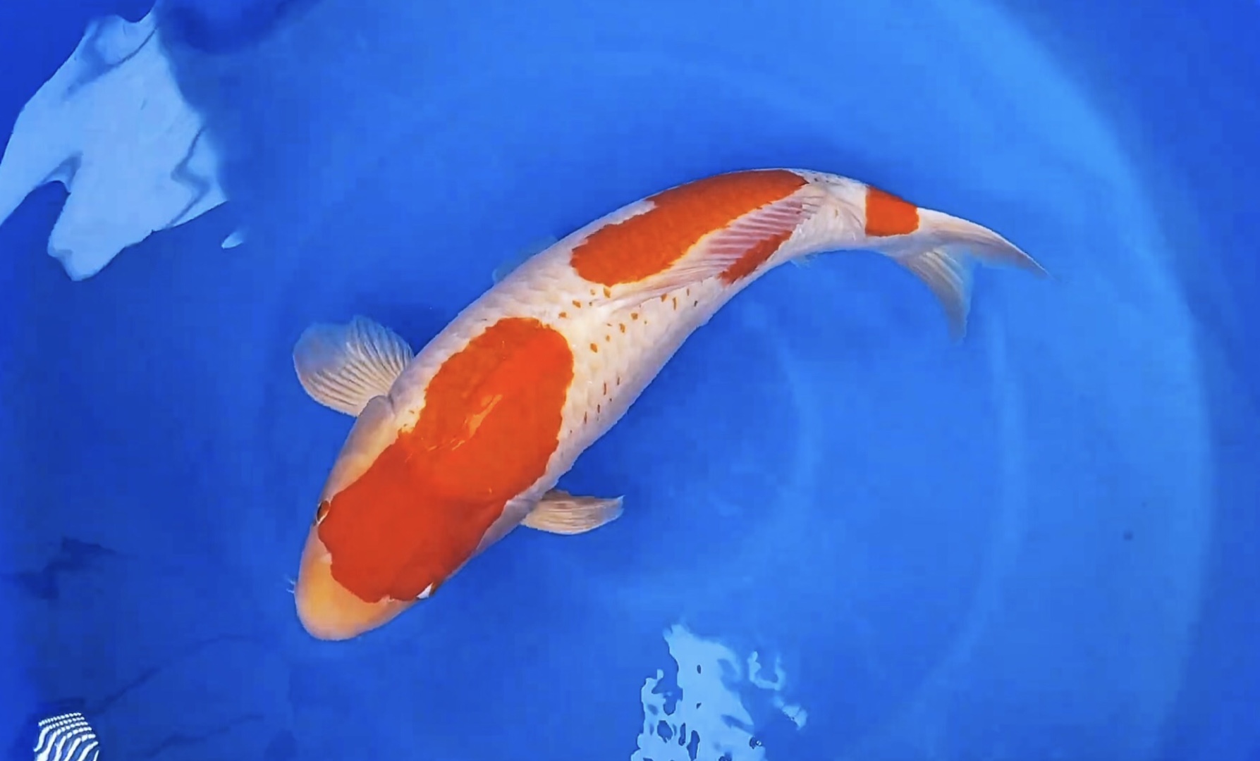 三段红白锦鲤,大日超级力道山血统,雌三岁七十六公分滴观赏鱼.