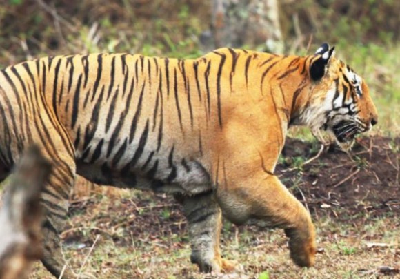 老虎单杀成年犀牛!真的假的?