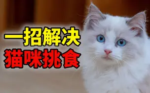 Download Video: 一招解决猫咪挑食