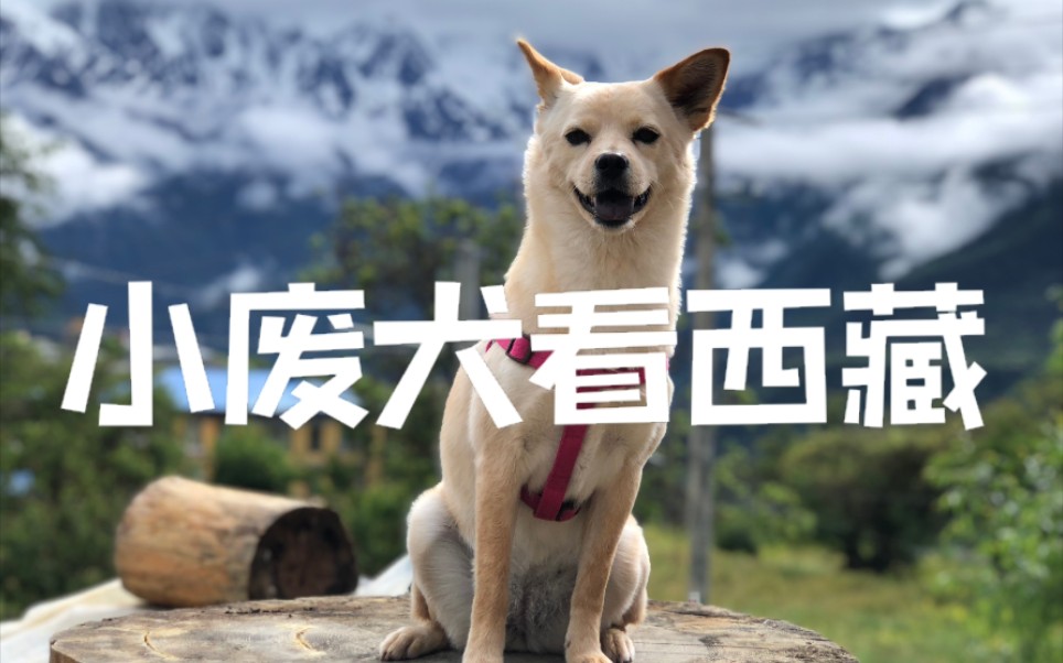 [图]《小废犬看西藏》【预告片】小流浪狗从此过上了流浪的日子