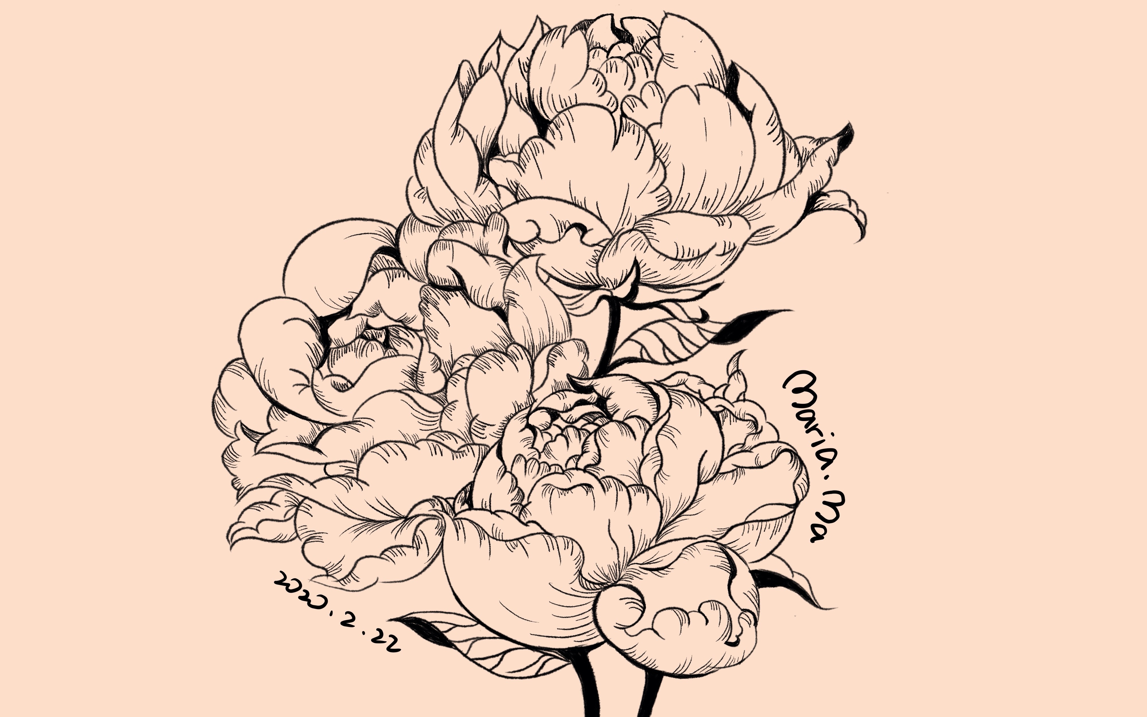 「procreate手绘——芍药花」教程