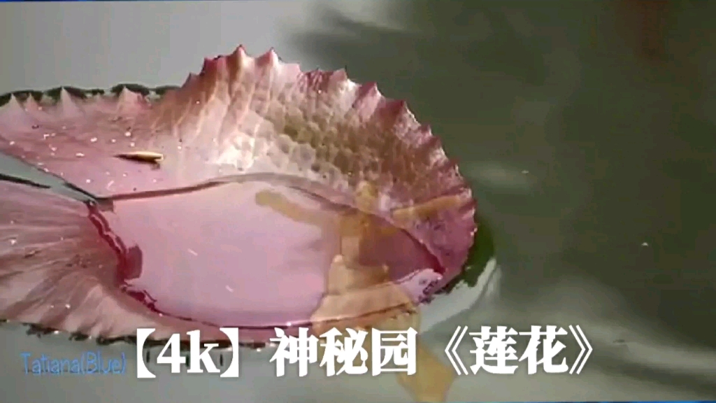 [图]莲花《Lotus》Secret Garden神秘园