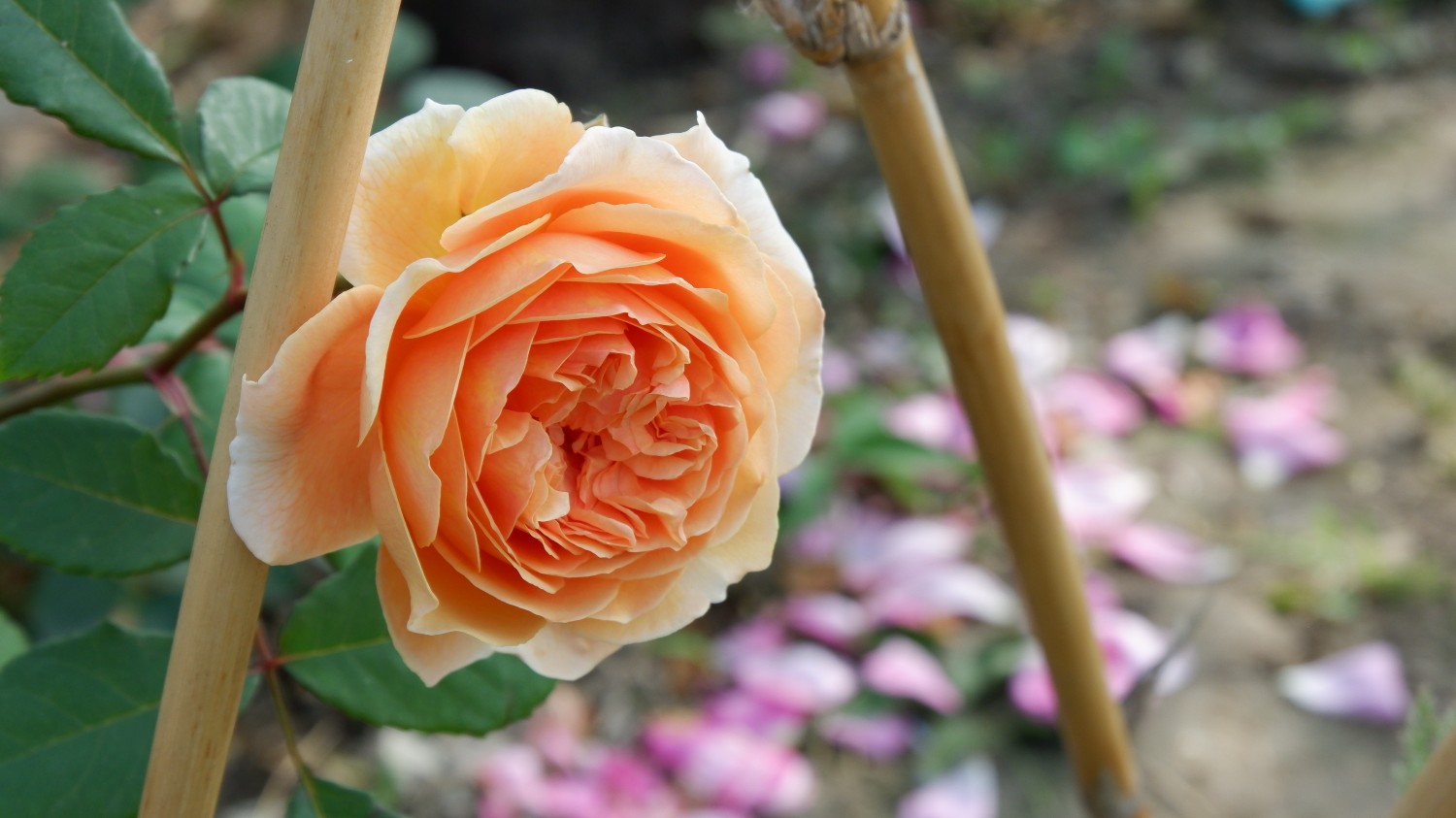 植物月季玛格丽特王妃