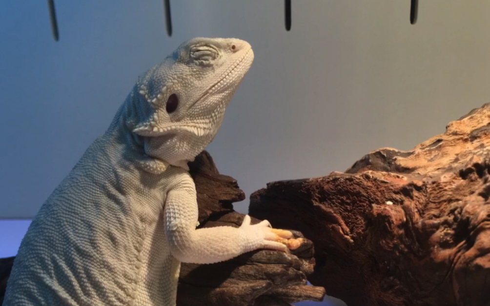 鬃狮蜥一蜕皮一小记录_哔哩哔哩 (゜-゜)つロ 干杯~-bilibili