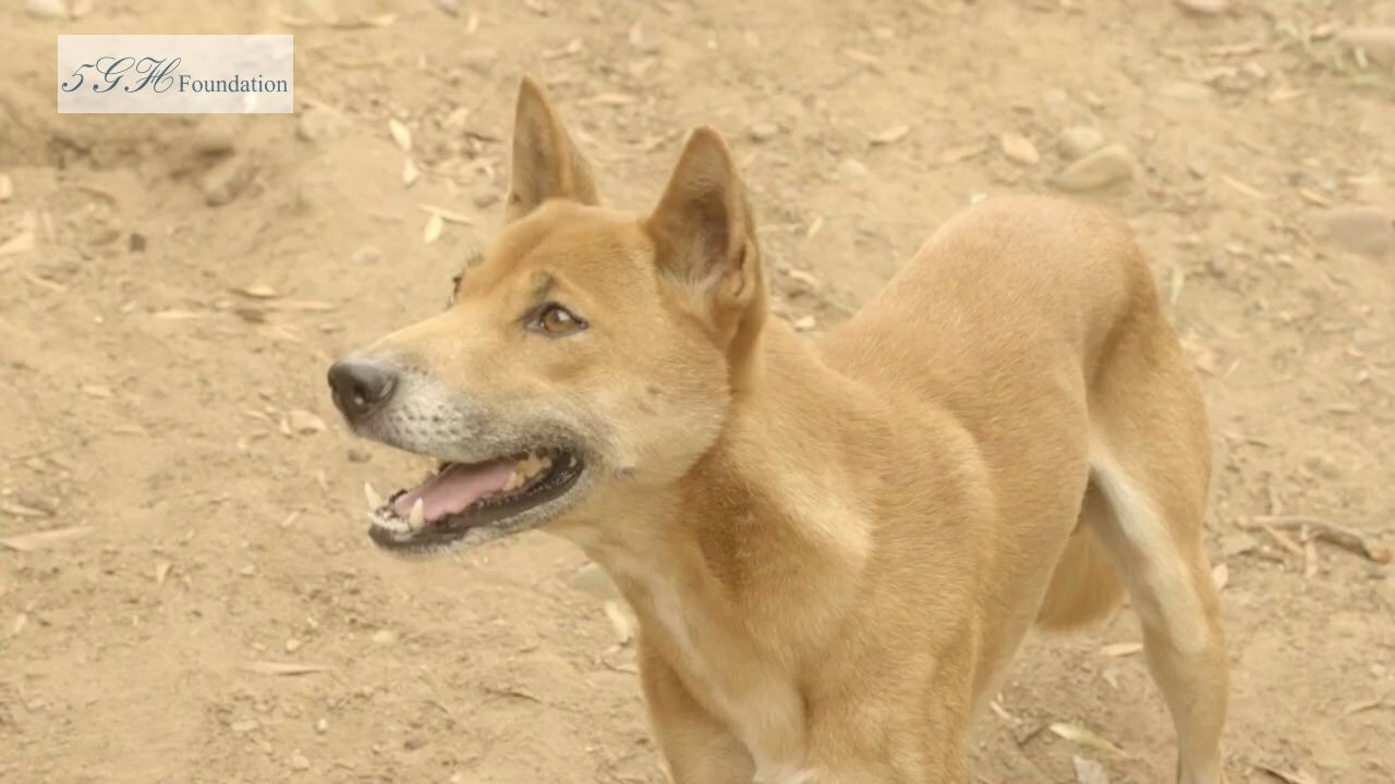 印度尼西亚高山野狗被证实是灭绝半个世纪的新几内亚唱歌犬哔哩哔哩bilibili