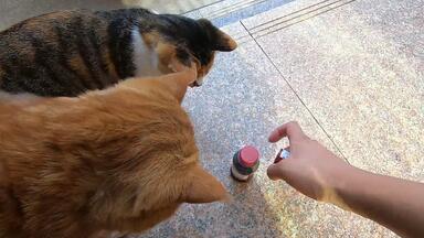 分享治疗<em class="keyword">猫癣</em>的土方法，5年治好了20多只猫，主要是真省钱