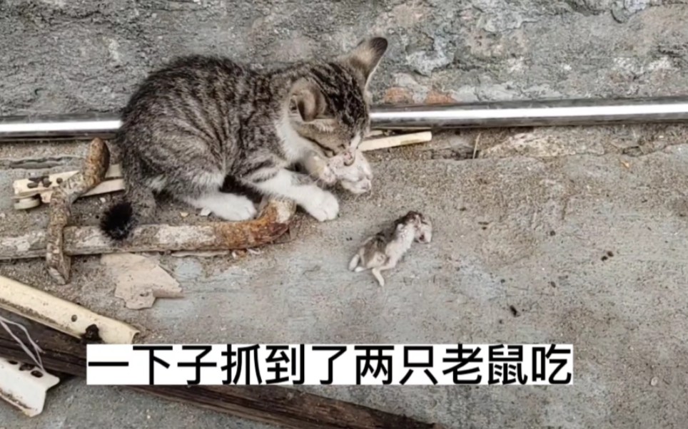 [图]小猫咪一下子抓到了两只老鼠吃，太厉害了