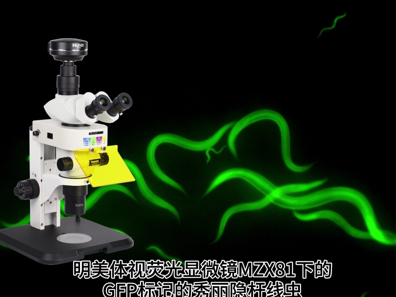 线虫的光学显微观测