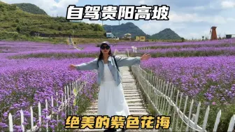 Download Video: 初秋自驾游高坡，这里不愧是贵阳后花园，漫山遍野的花海太美了