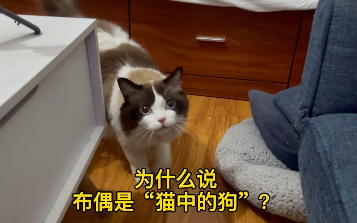 为什么说布偶是“猫中的狗”?简直绝了哔哩哔哩bilibili