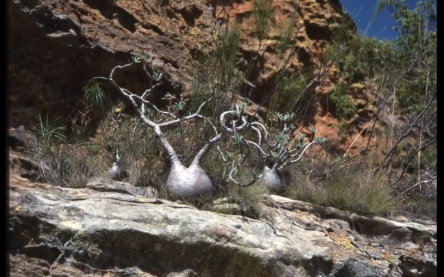 [图]纪录片：马达加斯加岛上的棒棰树属/Pachypodium