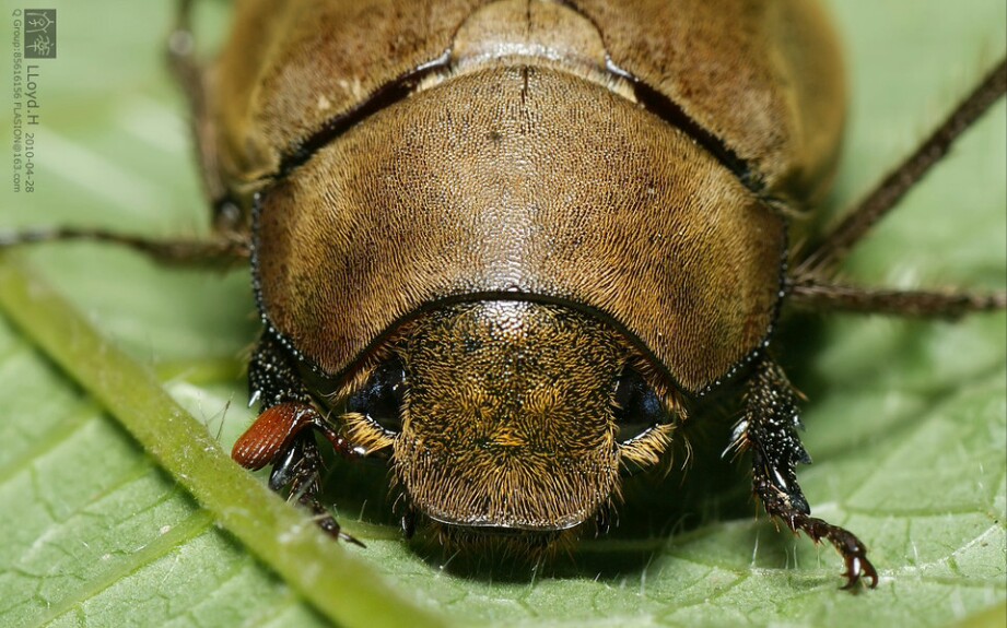 鳃金龟的头式图片