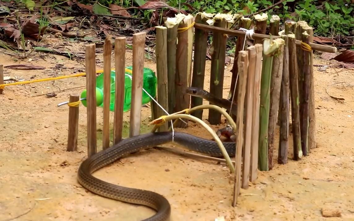 男子野外布置捕蛇陷阱,成功捕获到一条蛇_哔哩哔哩 (゜-゜)つロ 干杯
