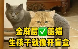 金渐层➕蓝猫生孩子就像开盲盒！