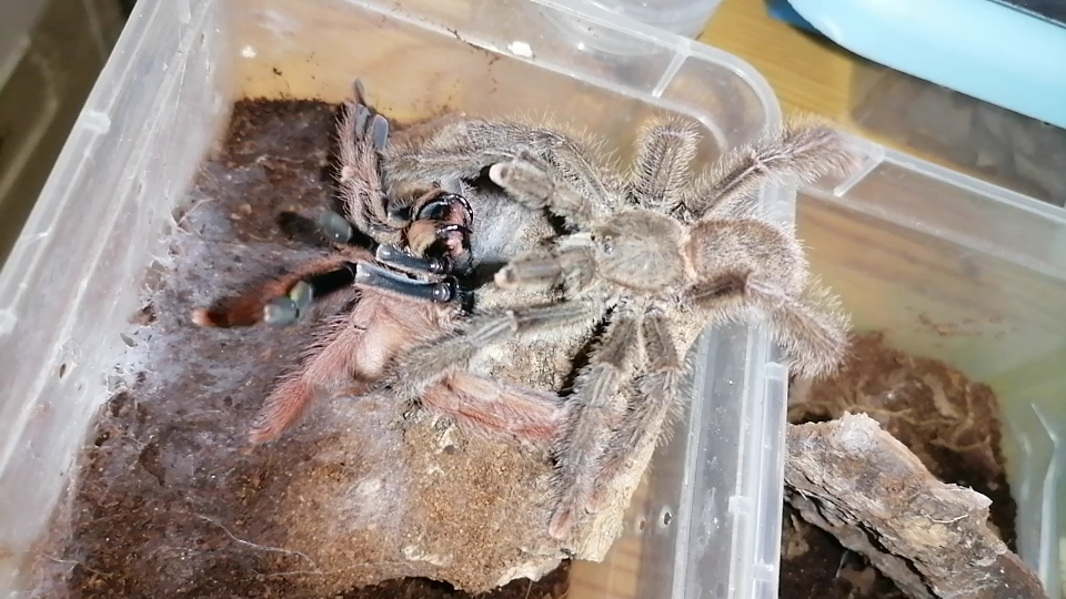 繁殖记录202183圭亚那红树繁殖