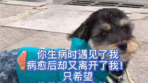 爱犬在宿迁义乌商贸城走丢了 都怪我 祈祷抱走它的人能够善待它 它真的是个很乖很听话很懂事的好狗狗 同时因为心情很糟糕不能更新视频 希望大家能理解 哔哩哔哩 Bilibili