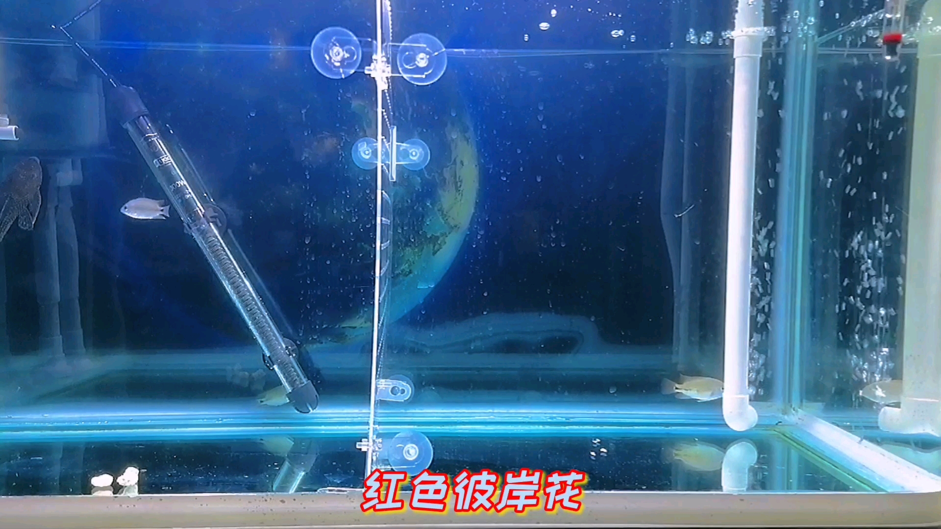 今日兴奋,三条古典鱼苗另外本地繁殖的紫红火口鱼苗终于被找到了