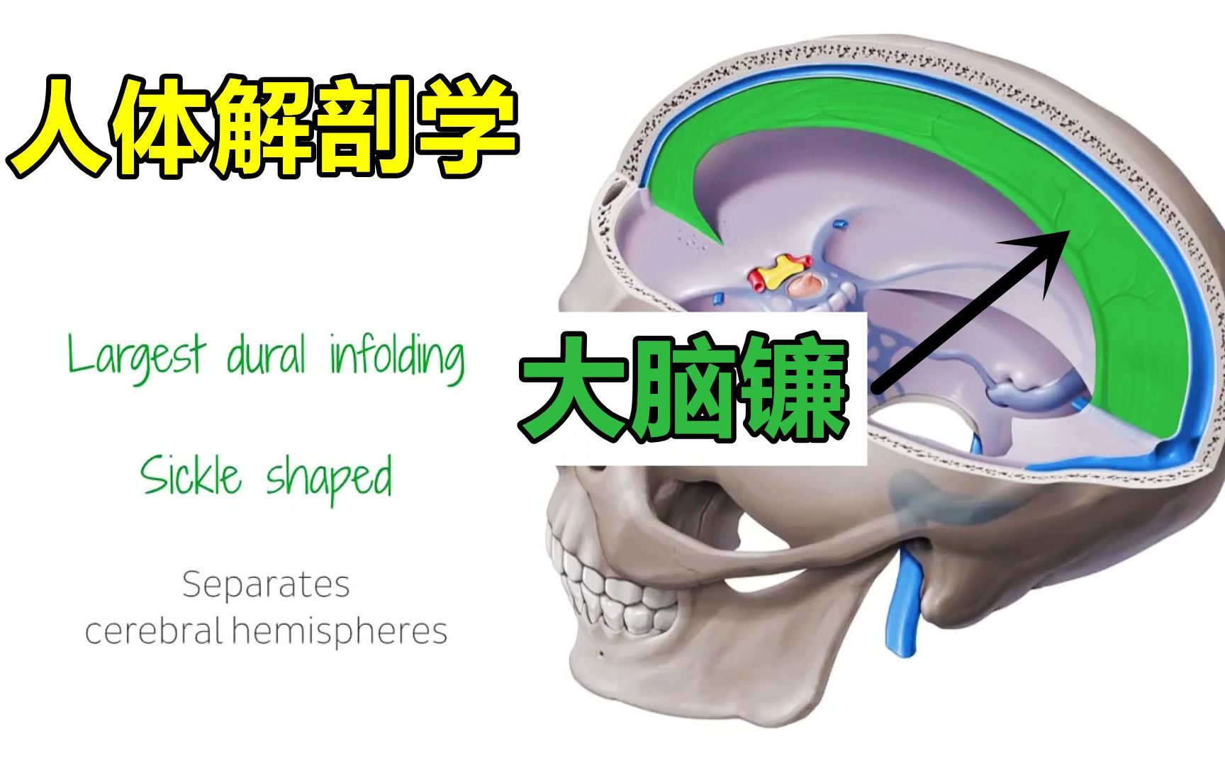 【人體解剖學乾貨】硬腦膜突起(一)大腦鐮