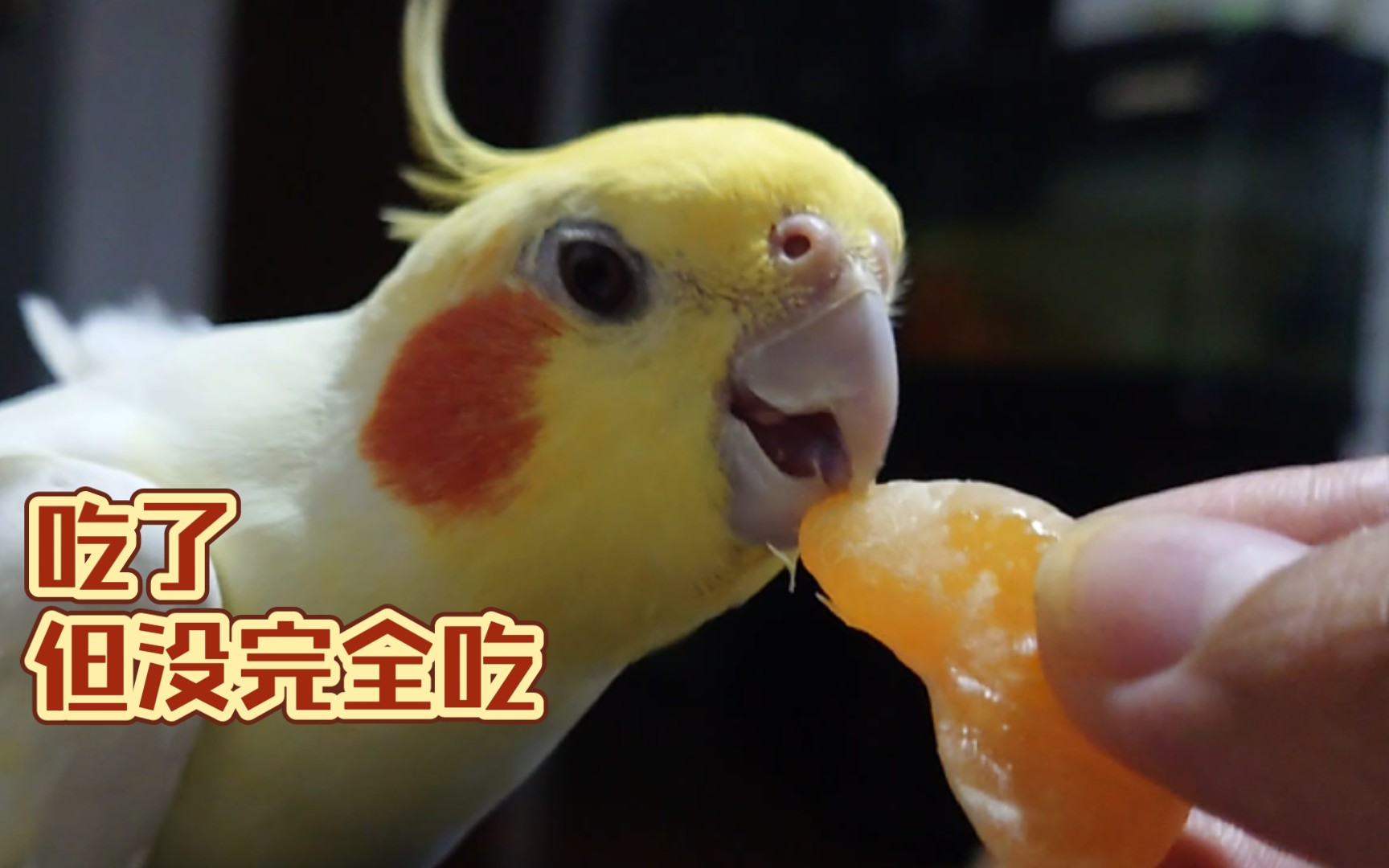 不是不给吃肉是孩子就爱吃橘子丝玄凤鹦鹉