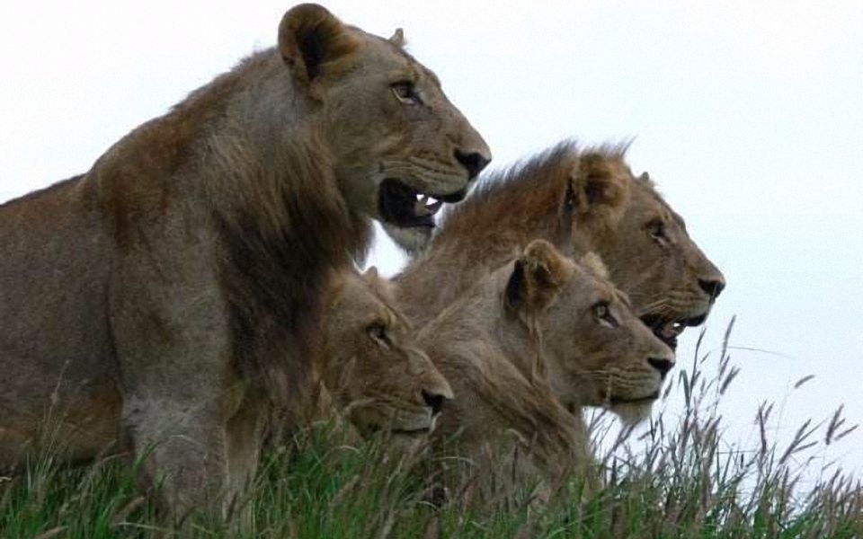 亚成年坏男孩雄狮磨炼狩猎技巧