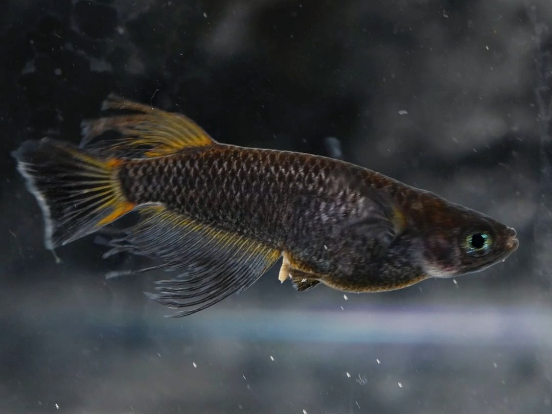 日渐飘逸的长鳍五式