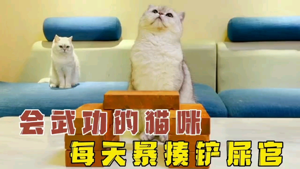 [图]你见过会武功的猫咪吗？每天暴走铲屎官！