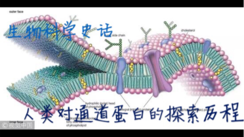 生物科学史话—人类对通道蛋白的探索历程哔哩哔哩bilibili