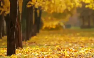 秋天的动态美景短视频，邀您来欣赏
