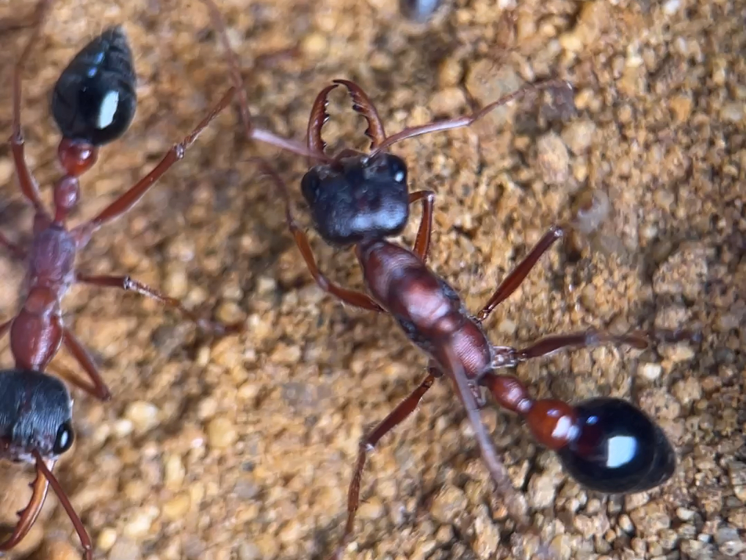 黑头色钳齿牛蚁 国内仅存的一窝?