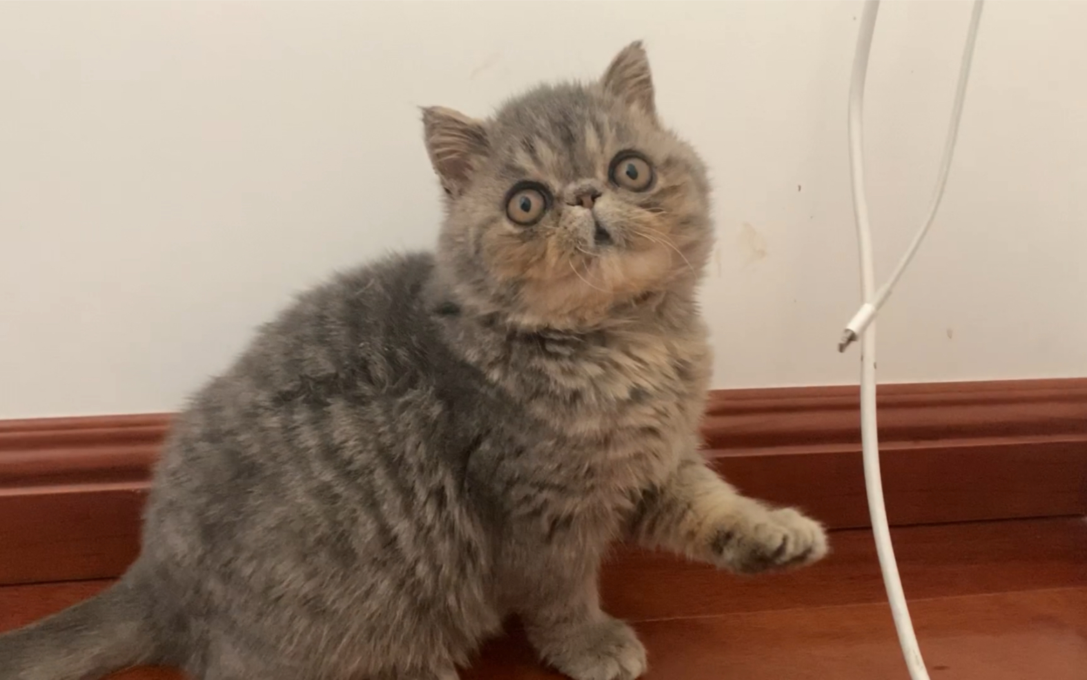 小灰灰的秘密角落