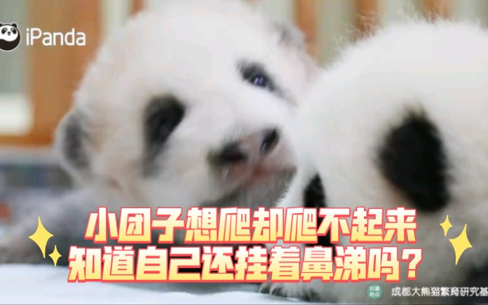 熊猫宝宝在演赖床的我哔哩哔哩bilibili