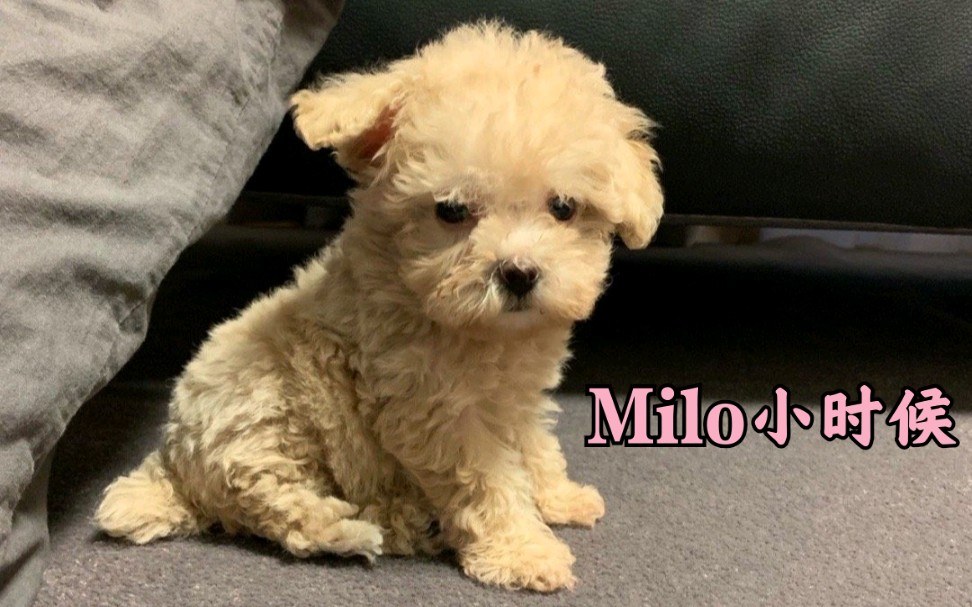 恩恩发给朋友milo小时候视频,太可爱了!哔哩哔哩bilibili