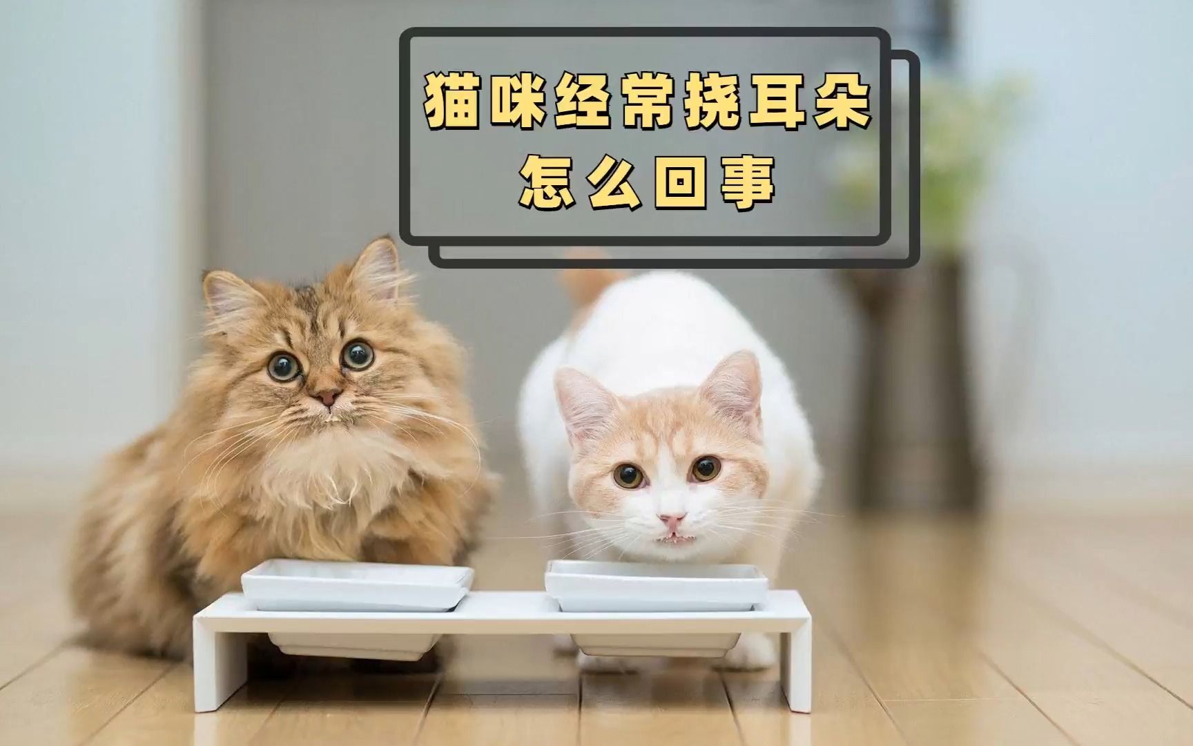 猫咪为什么经常挠耳朵猫?猫咪经常挠耳朵怎么回事哔哩哔哩bilibili