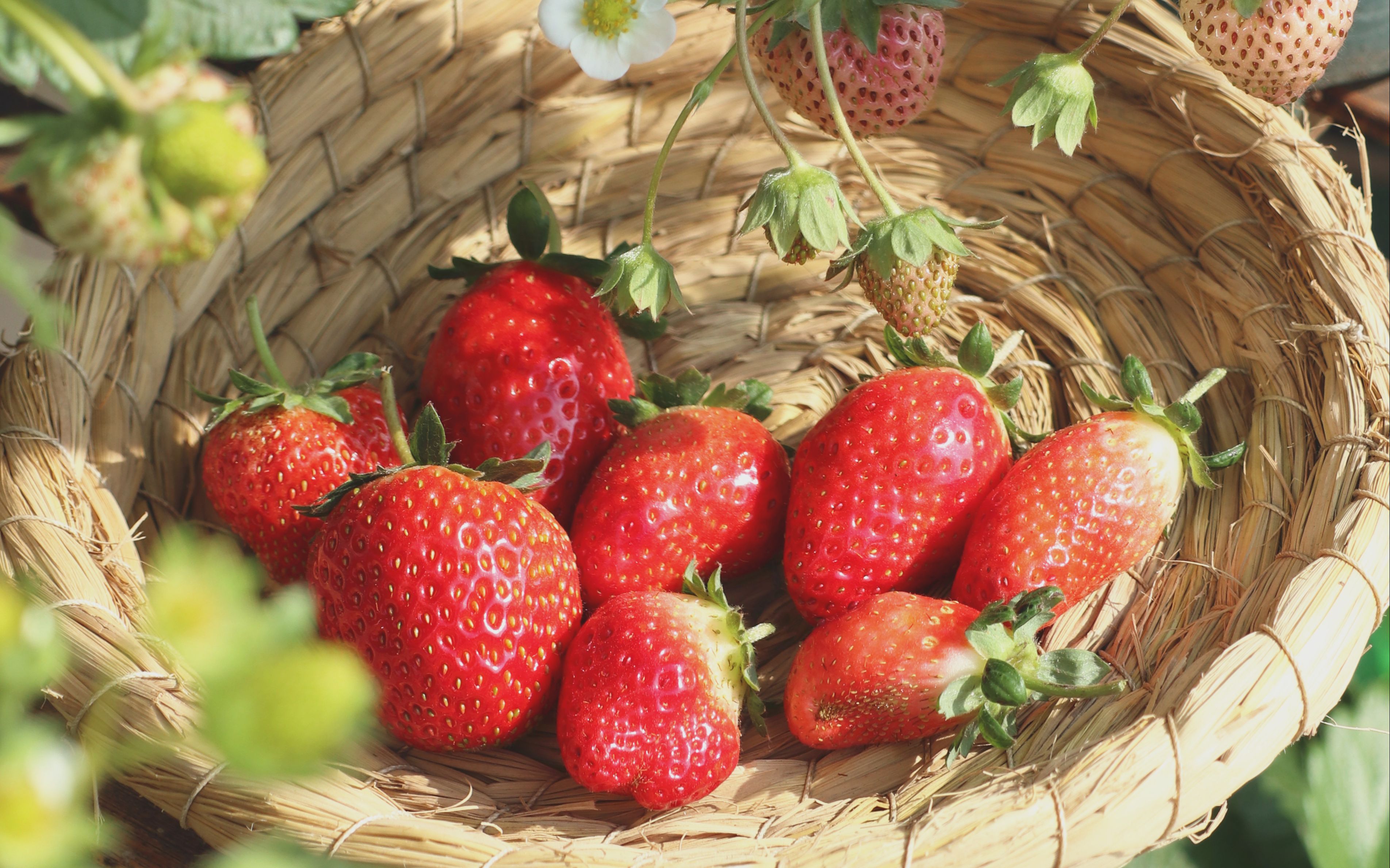 【林檎】no.63二零二零草莓初采摘|美味c|天仙醉